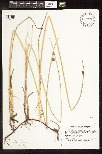 Schoenoplectus pungens image