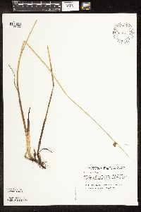 Schoenoplectus pungens image