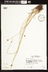 Schoenoplectus pungens image