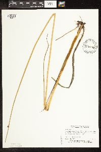 Schoenoplectus pungens image