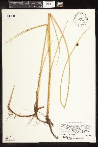 Schoenoplectus pungens image