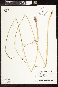 Schoenoplectus pungens image