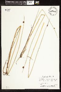 Schoenoplectus pungens image