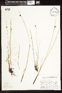 Schoenoplectus pungens image