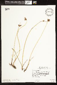 Schoenoplectus pungens image