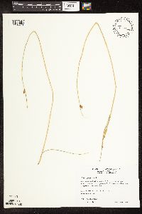 Schoenoplectus pungens image