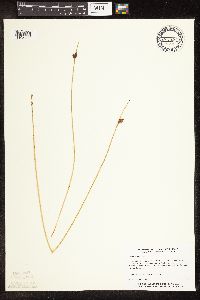 Schoenoplectus pungens image