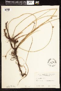 Schoenoplectus pungens image