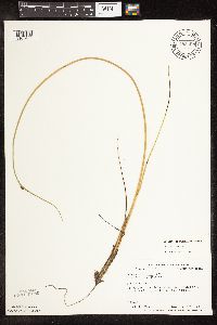 Schoenoplectus pungens image