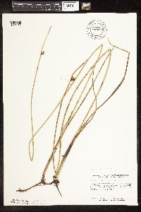 Schoenoplectus pungens image