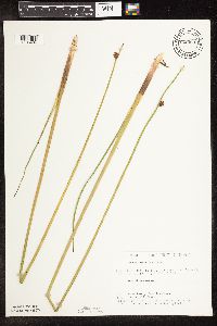 Schoenoplectus pungens image