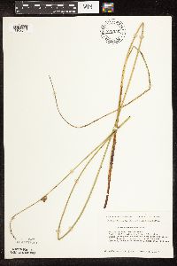 Schoenoplectus pungens image