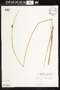 Schoenoplectus pungens image
