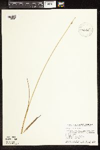 Schoenoplectus pungens image