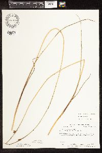 Schoenoplectus pungens image