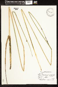 Schoenoplectus pungens image