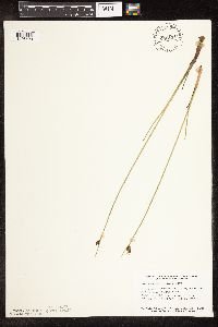 Schoenoplectus pungens image