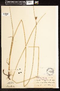 Schoenoplectus pungens image