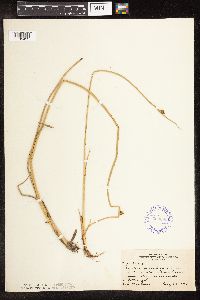 Schoenoplectus pungens image