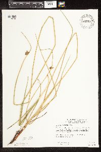 Schoenoplectus pungens image