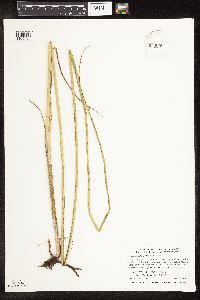 Schoenoplectus pungens image