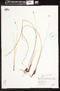 Schoenoplectus pungens image