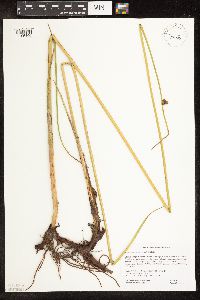 Schoenoplectus pungens image