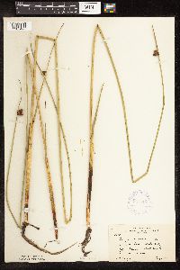 Schoenoplectus pungens image