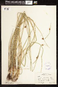 Schoenoplectus pungens image