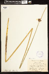 Schoenoplectus pungens image