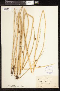 Schoenoplectus pungens image