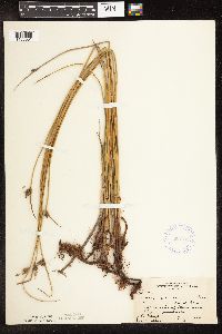 Schoenoplectus pungens image