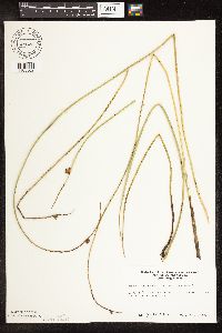 Schoenoplectus pungens image