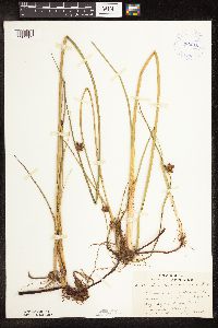 Schoenoplectus pungens image