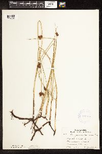 Schoenoplectus pungens image