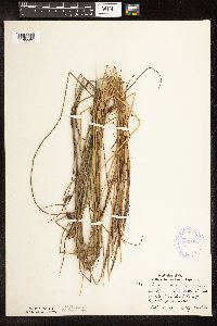 Schoenoplectus pungens image