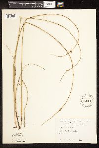 Schoenoplectus pungens image