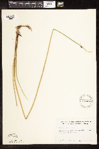 Schoenoplectus pungens image