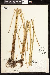 Schoenoplectus pungens image