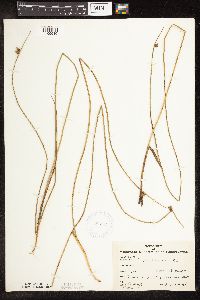 Schoenoplectus pungens image