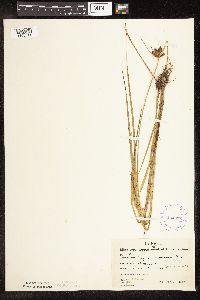 Schoenoplectus pungens image