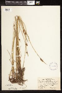 Schoenoplectus pungens image