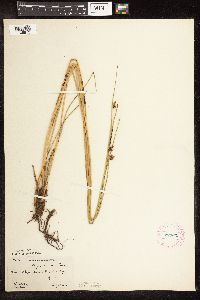 Schoenoplectus pungens image