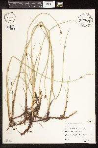 Schoenoplectus pungens image
