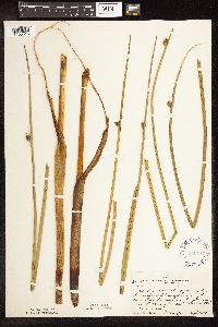 Schoenoplectus pungens image