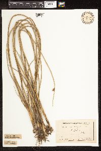 Schoenoplectus pungens image