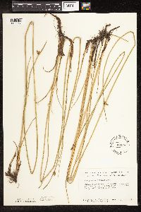 Schoenoplectus pungens image