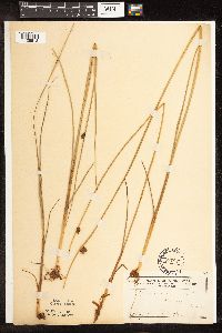 Schoenoplectus pungens image