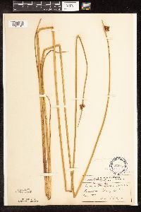 Schoenoplectus pungens image