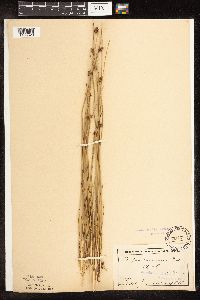 Schoenoplectus pungens image